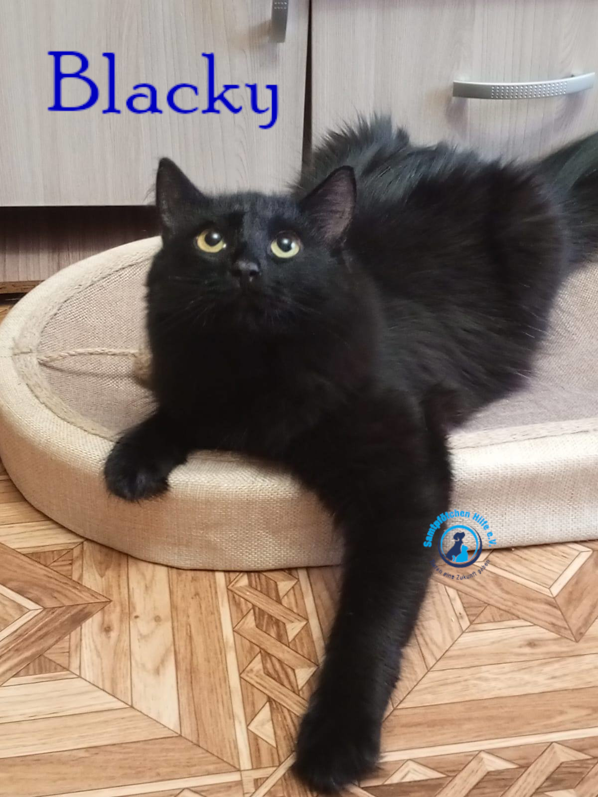 Nadezhda/Katzen/Blacky_II/Blacky_II25mN.jpg