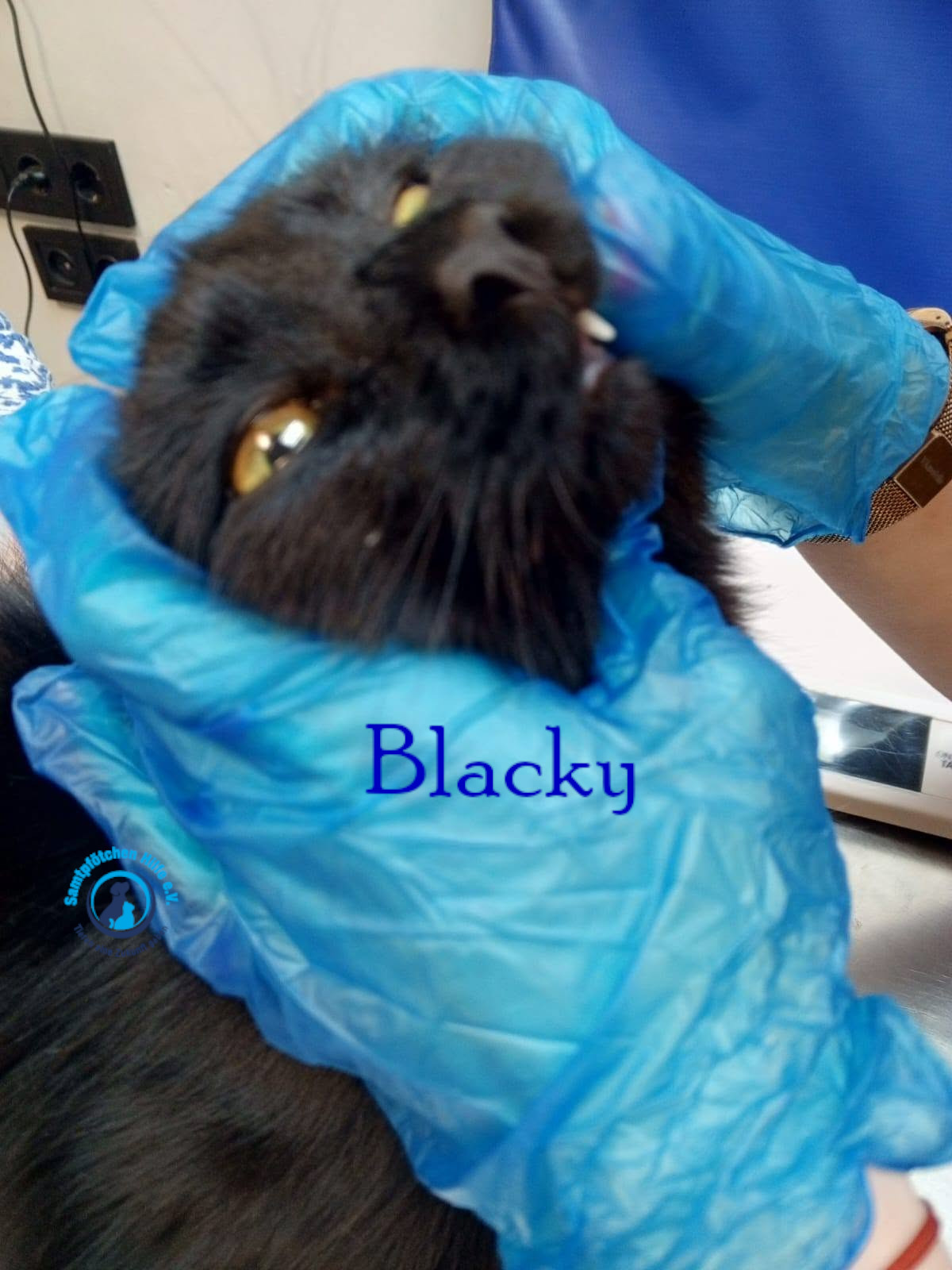 Nadezhda/Katzen/Blacky_II/Blacky_II26mN.jpg