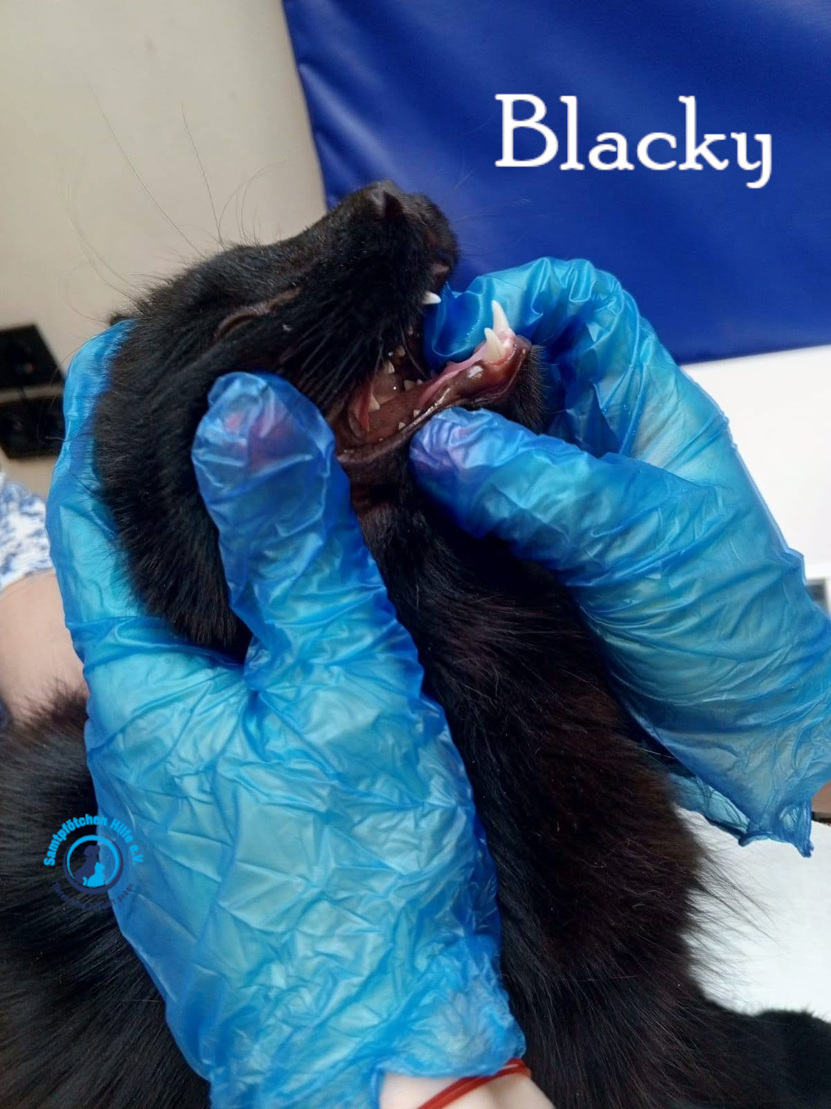 Nadezhda/Katzen/Blacky_II/Blacky_II27mN.jpg