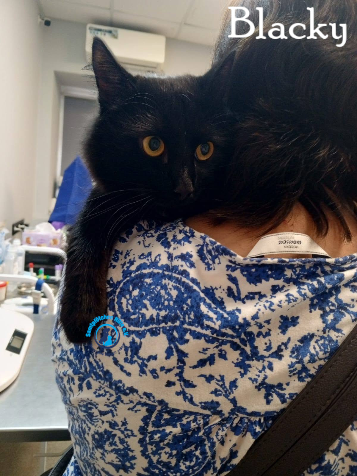 Nadezhda/Katzen/Blacky_II/Blacky_II28mN.jpg
