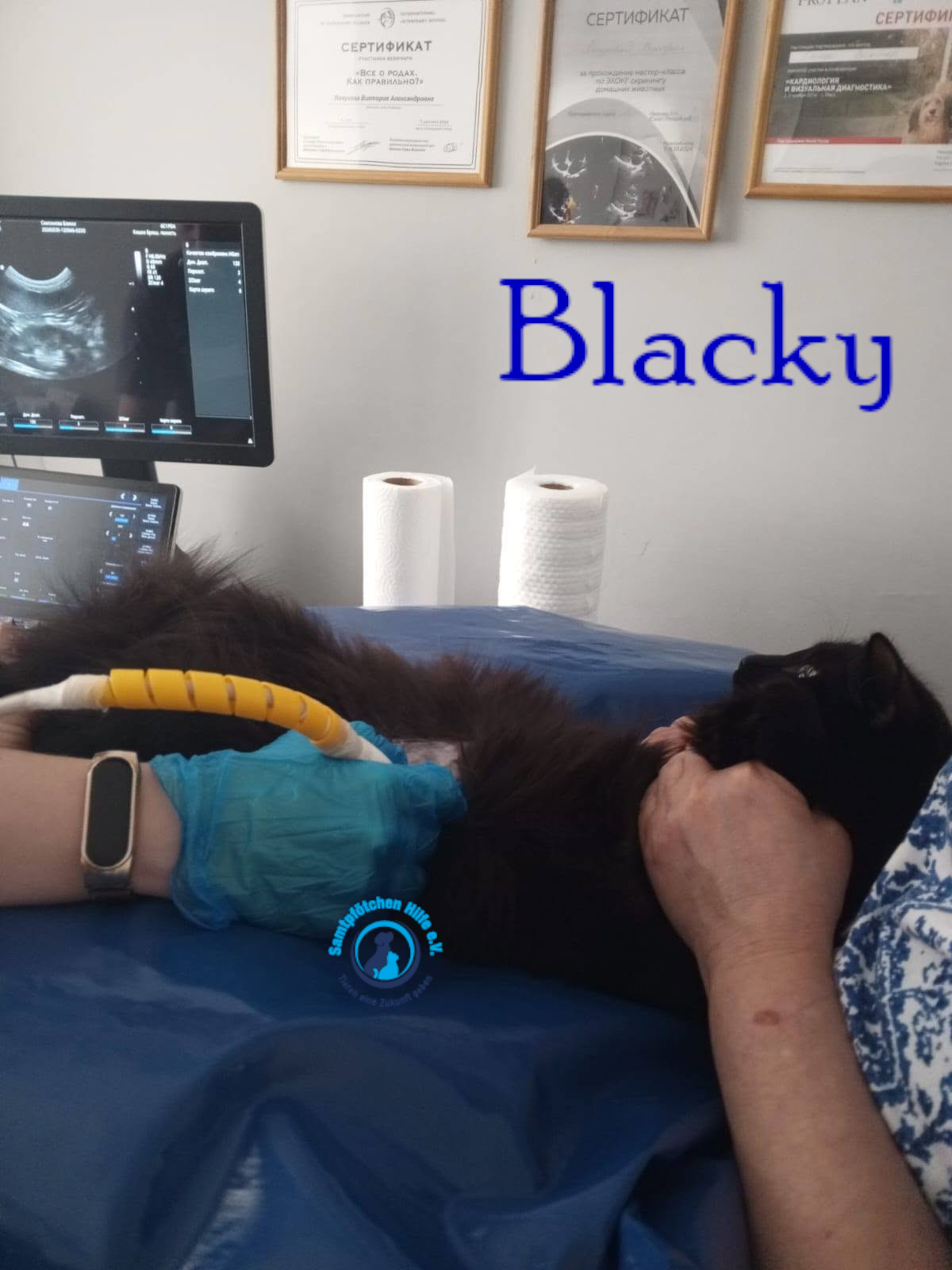 Nadezhda/Katzen/Blacky_II/Blacky_II29mN.jpg