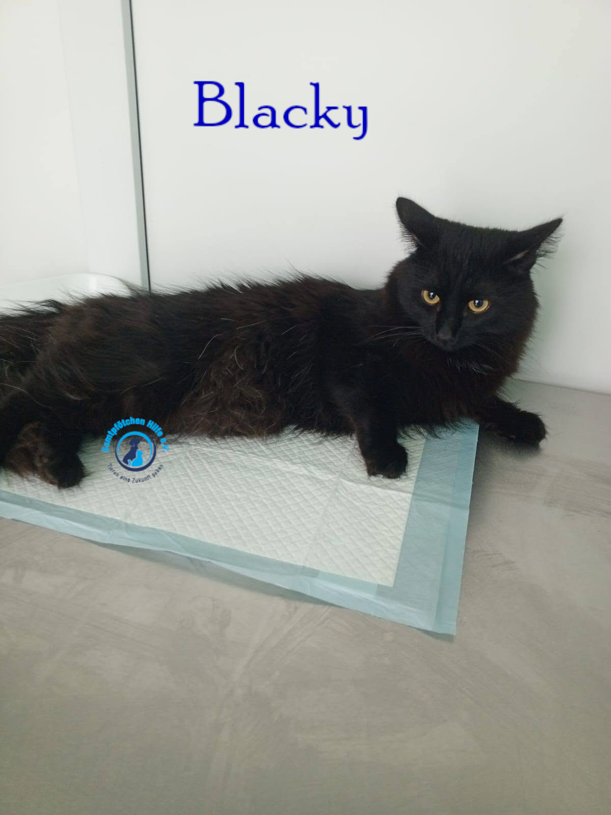 Nadezhda/Katzen/Blacky_II/Blacky_II31mN.jpg
