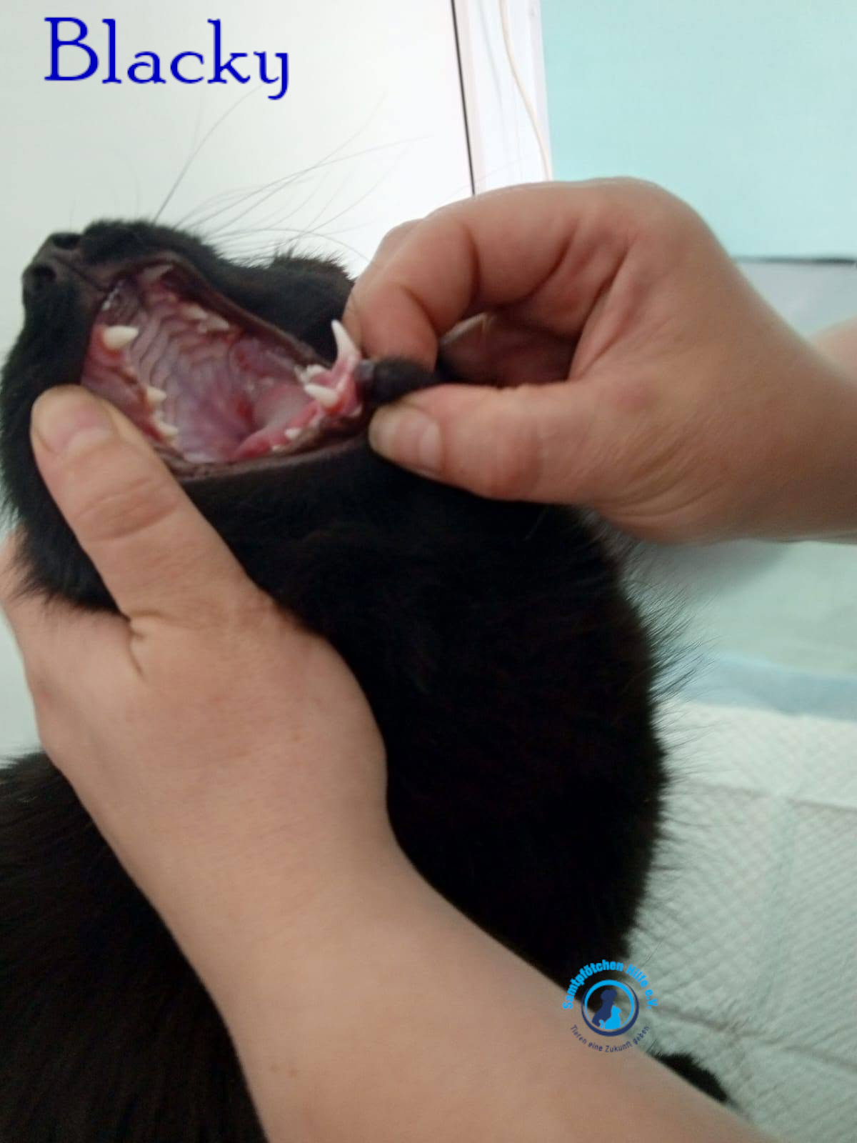 Nadezhda/Katzen/Blacky_II/Blacky_II32mN.jpg