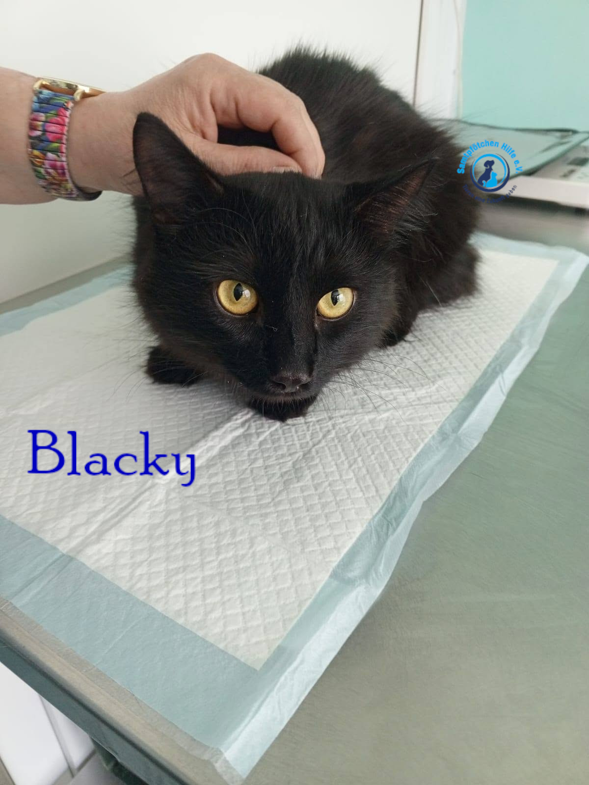 Nadezhda/Katzen/Blacky_II/Blacky_II33mN.jpg