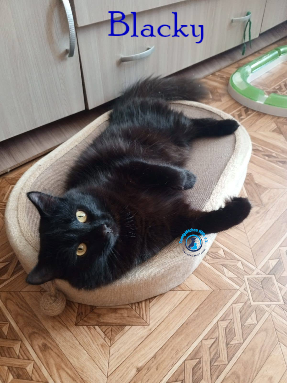 Nadezhda/Katzen/Blacky_II/Blacky_II34mN.jpg