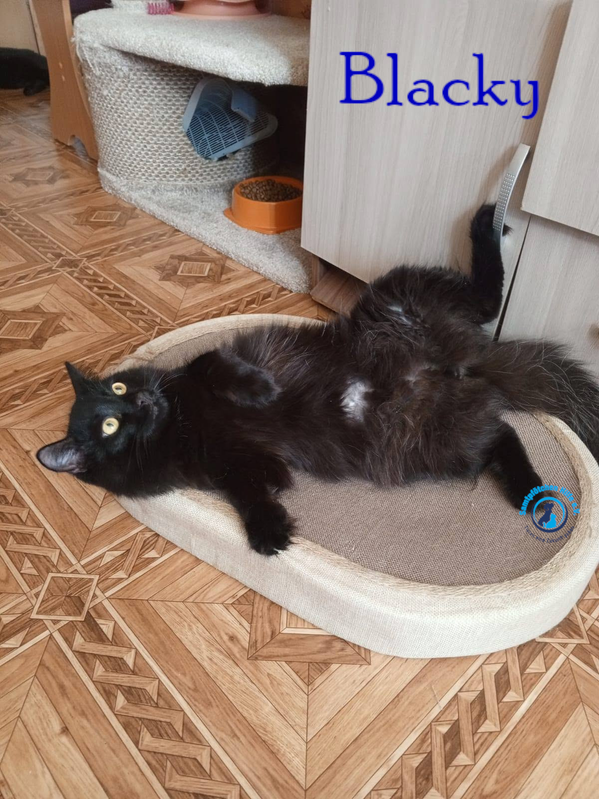 Nadezhda/Katzen/Blacky_II/Blacky_II35mN.jpg