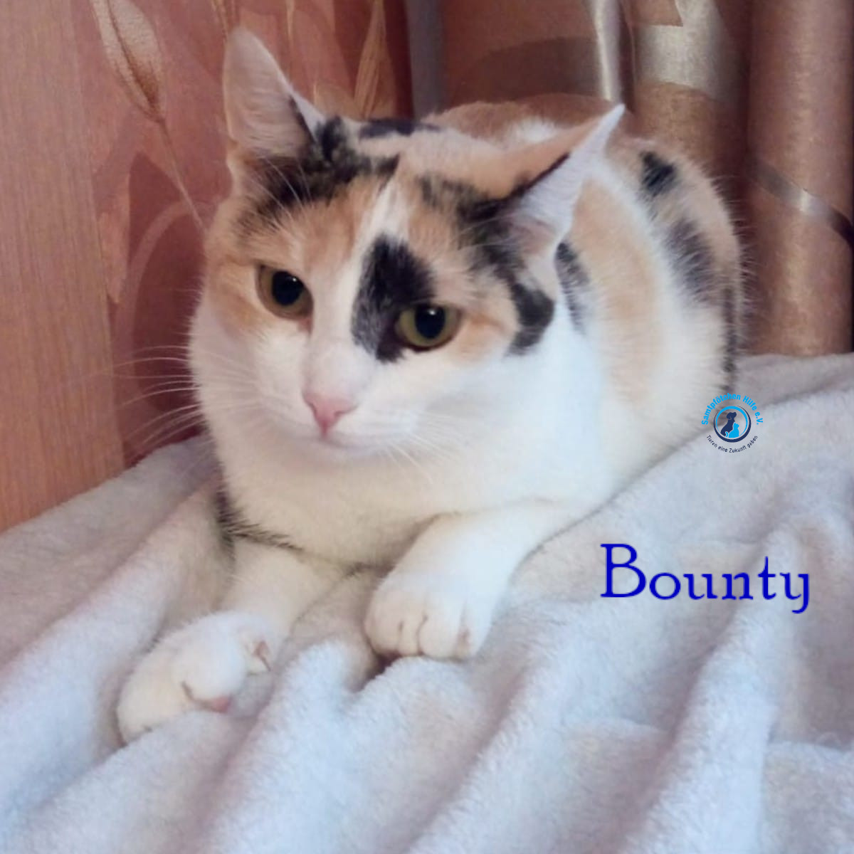 Nadezhda/Katzen/Bounty/Bounty12mN.jpg