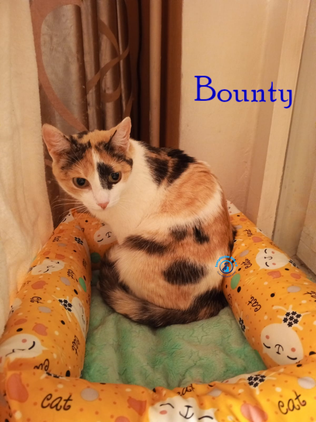 Nadezhda/Katzen/Bounty/Bounty18mN.jpg