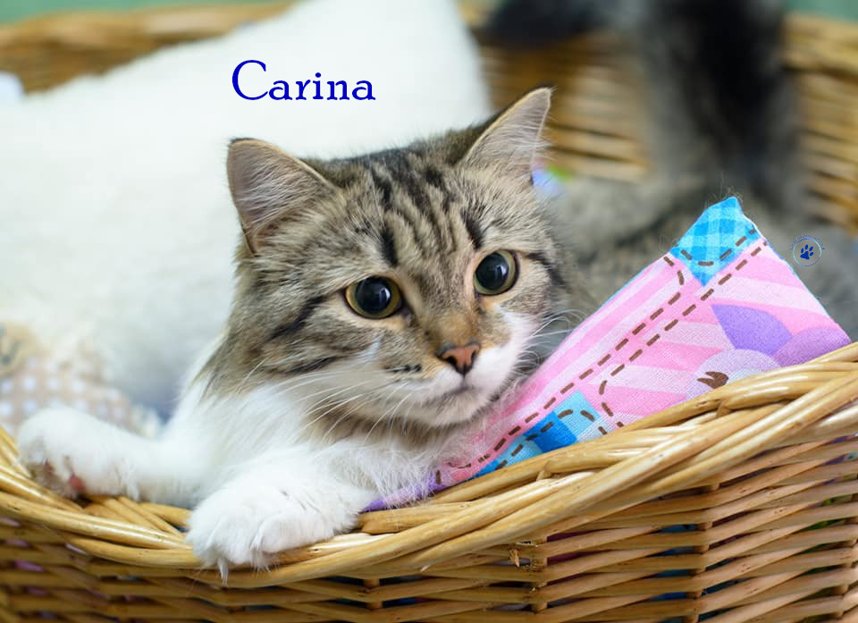Nadezhda/Katzen/Carina/Carina32mN.jpg