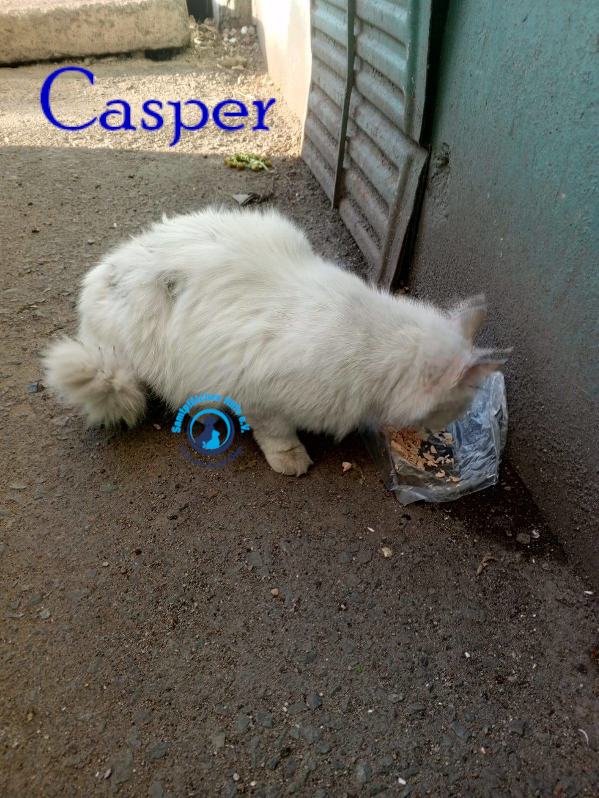 Nadezhda/Katzen/Casper/Casper01mN.jpg