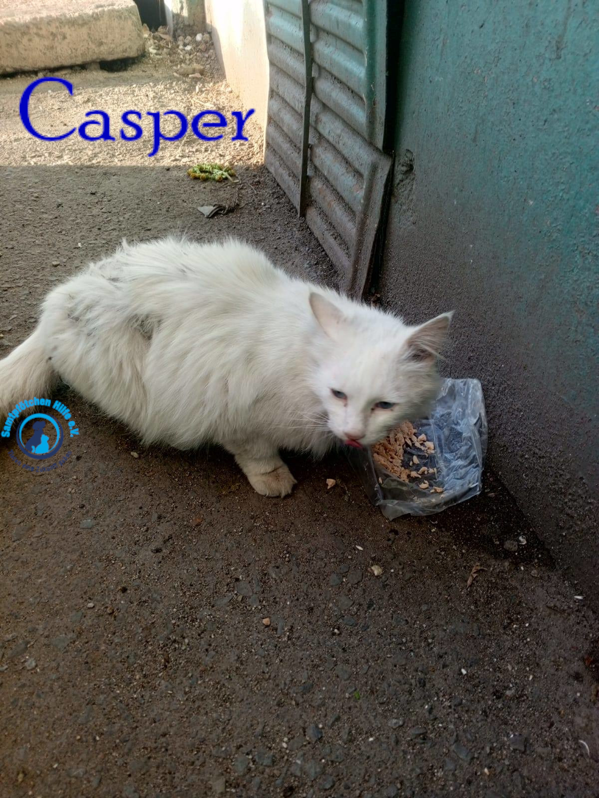 Nadezhda/Katzen/Casper/Casper02mN.jpg