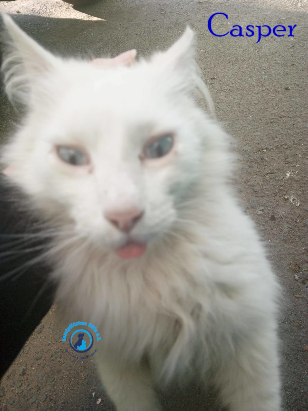Nadezhda/Katzen/Casper/Casper03mN.jpg