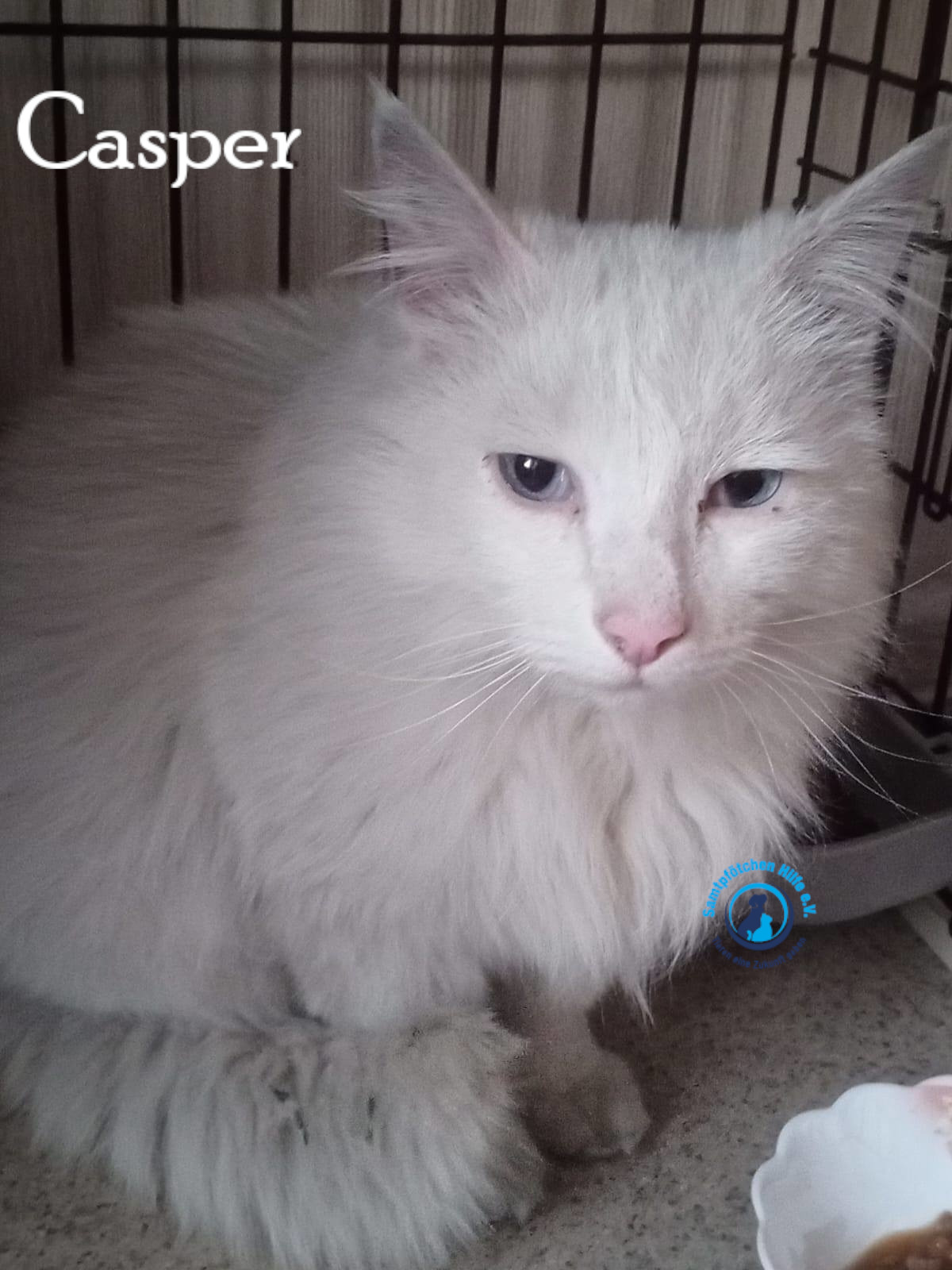 Nadezhda/Katzen/Casper/Casper04mN.jpg