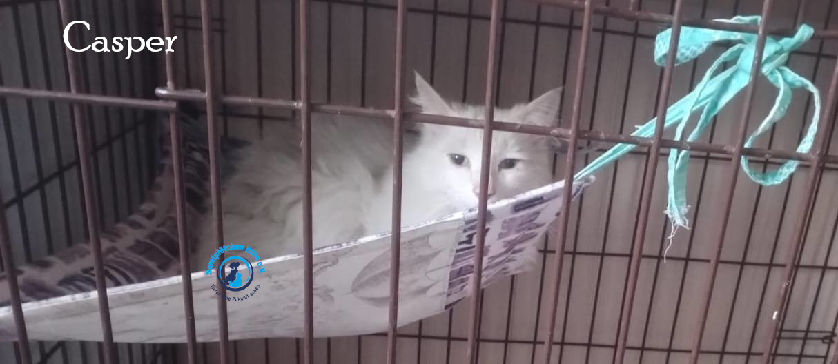 Nadezhda/Katzen/Casper/Casper05mN.jpg