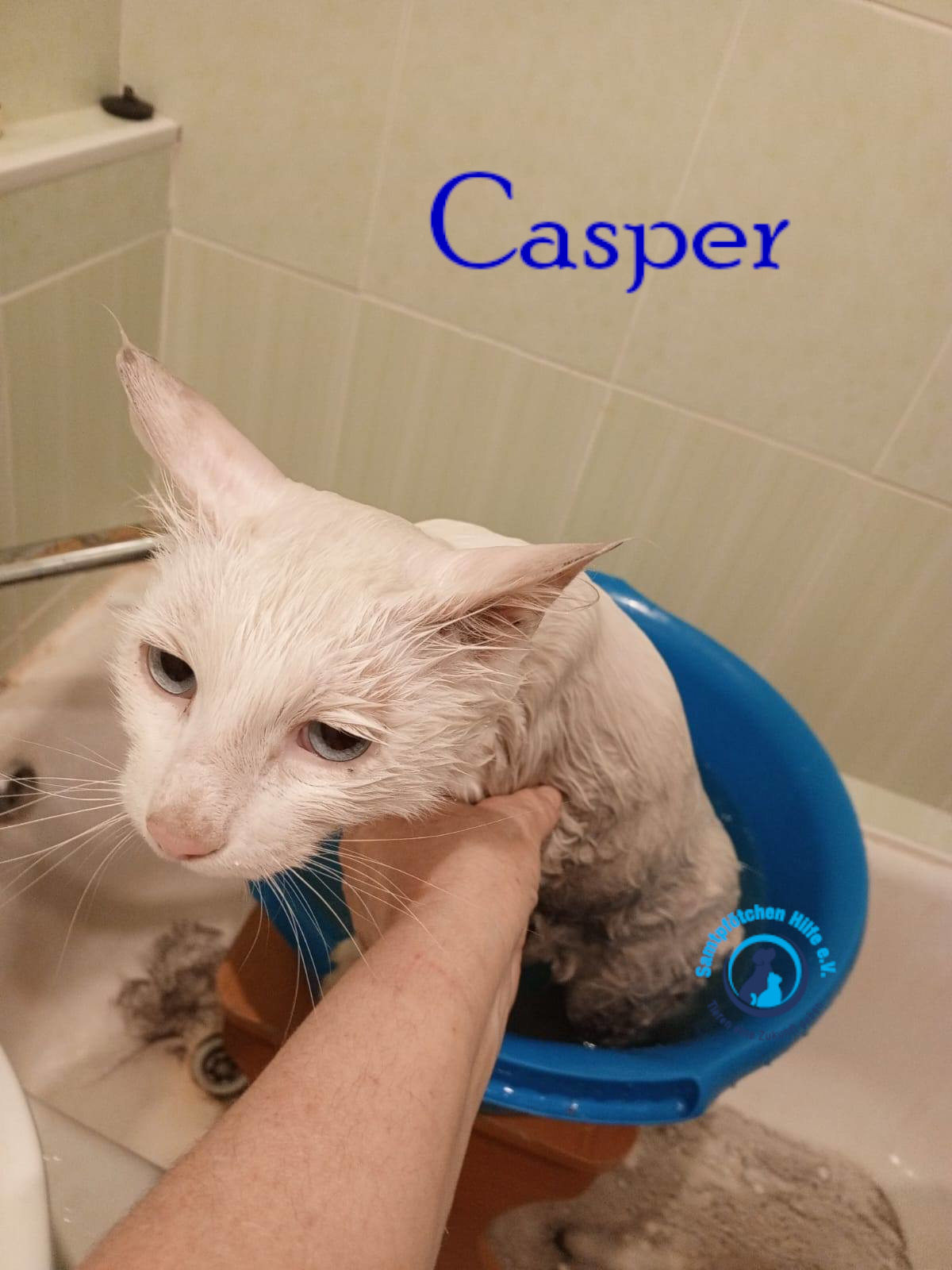 Nadezhda/Katzen/Casper/Casper07mN.jpg