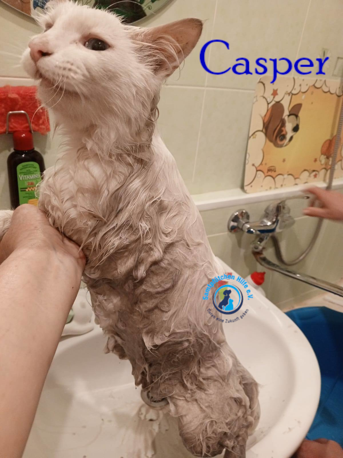 Nadezhda/Katzen/Casper/Casper08mN.jpg