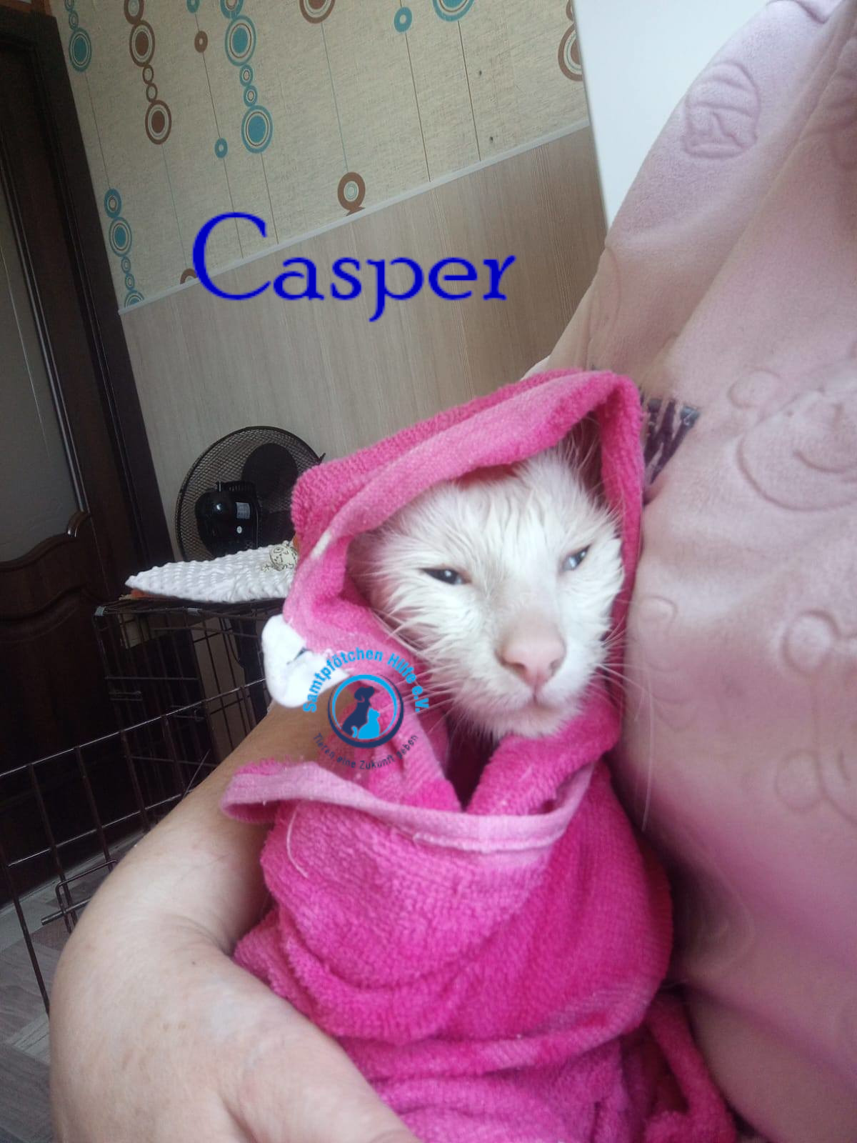 Nadezhda/Katzen/Casper/Casper10mN.jpg