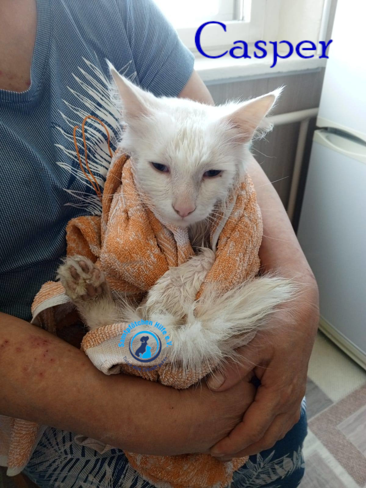 Nadezhda/Katzen/Casper/Casper11mN.jpg