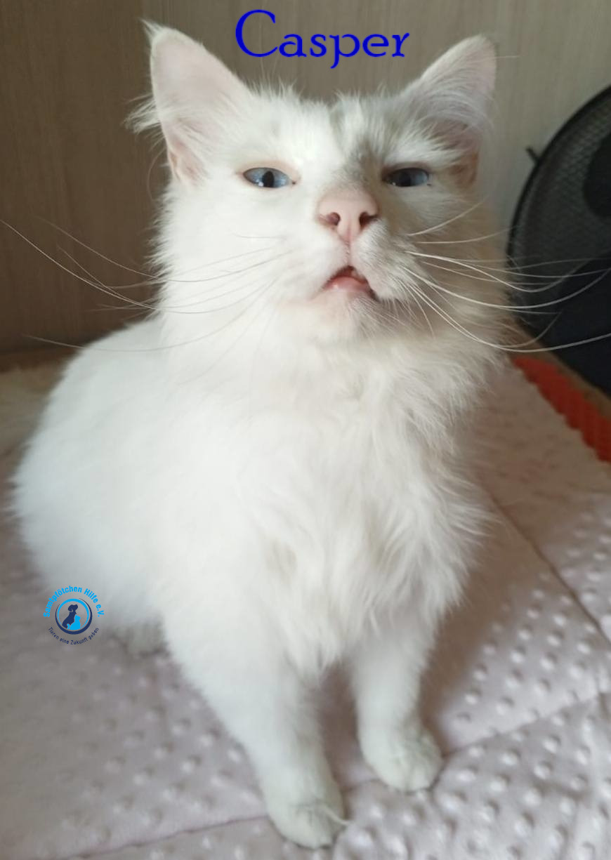 Nadezhda/Katzen/Casper/Casper13mN.jpg