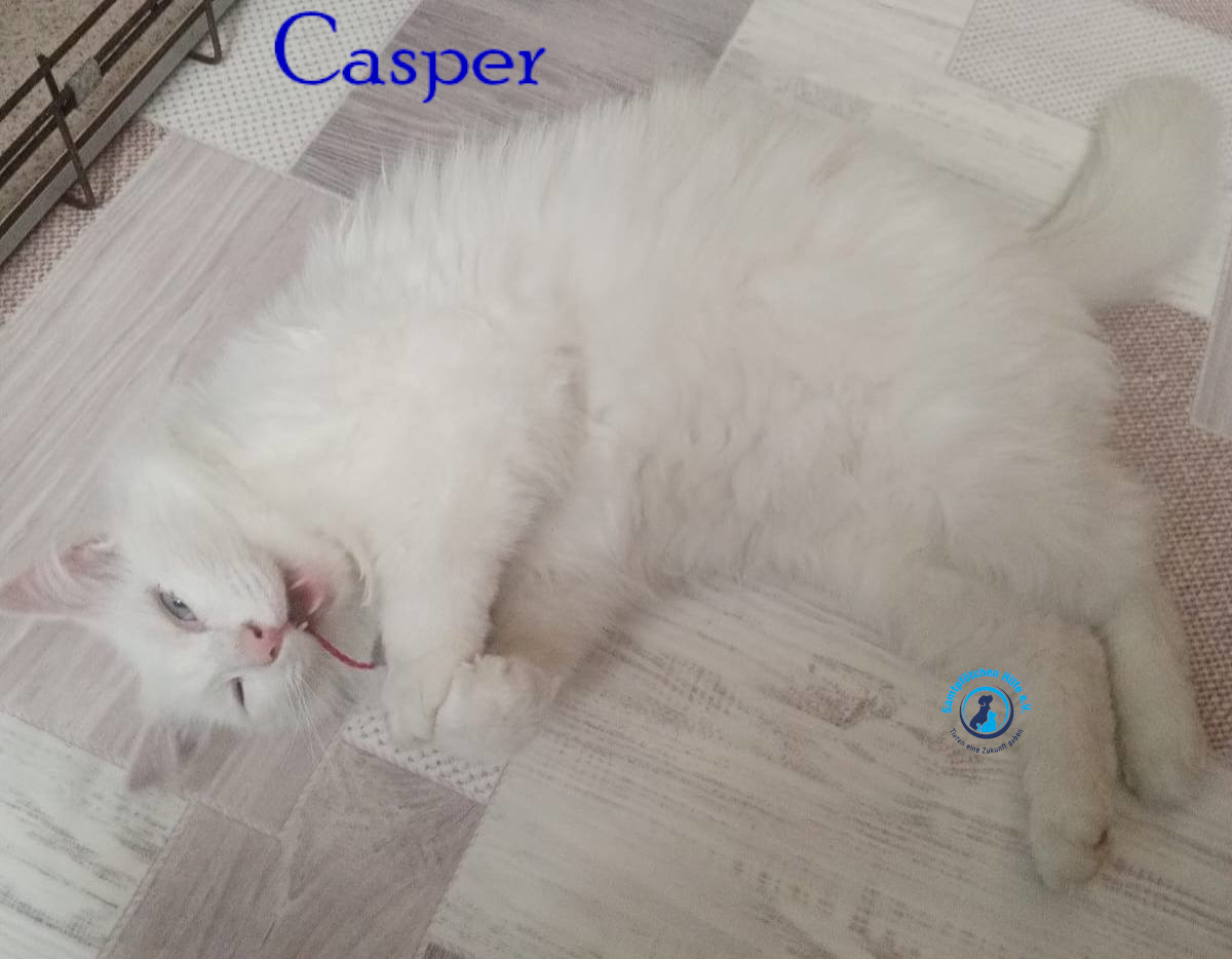 Nadezhda/Katzen/Casper/Casper15mN.jpg