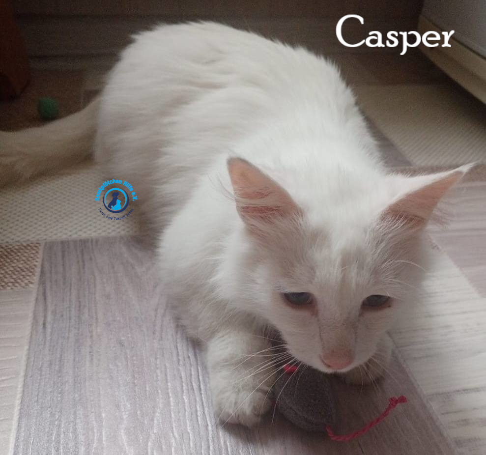 Nadezhda/Katzen/Casper/Casper16mN.jpg
