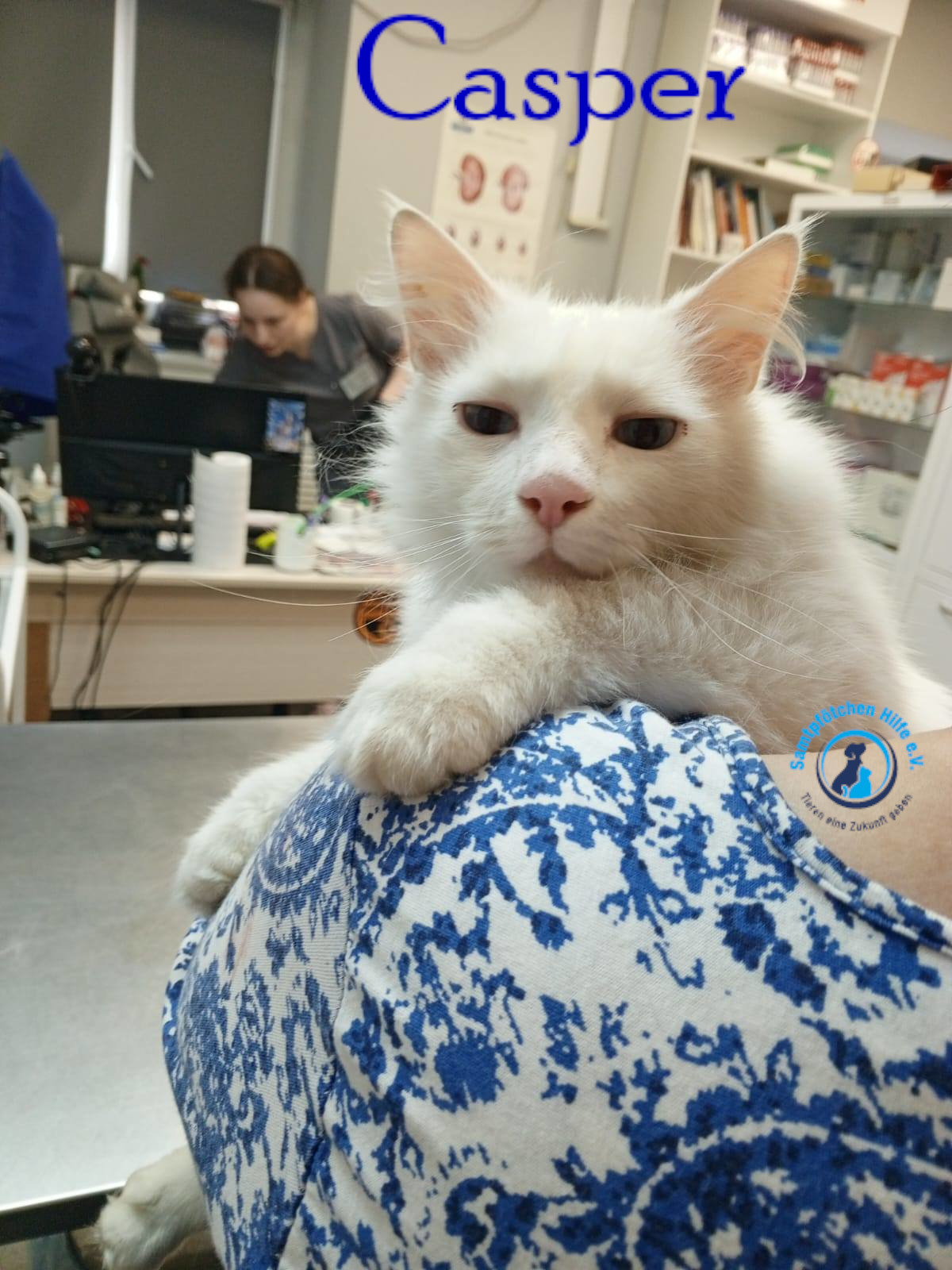 Nadezhda/Katzen/Casper/Casper17mN.jpg