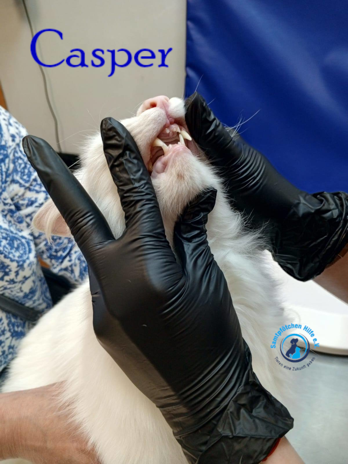 Nadezhda/Katzen/Casper/Casper18mN.jpg