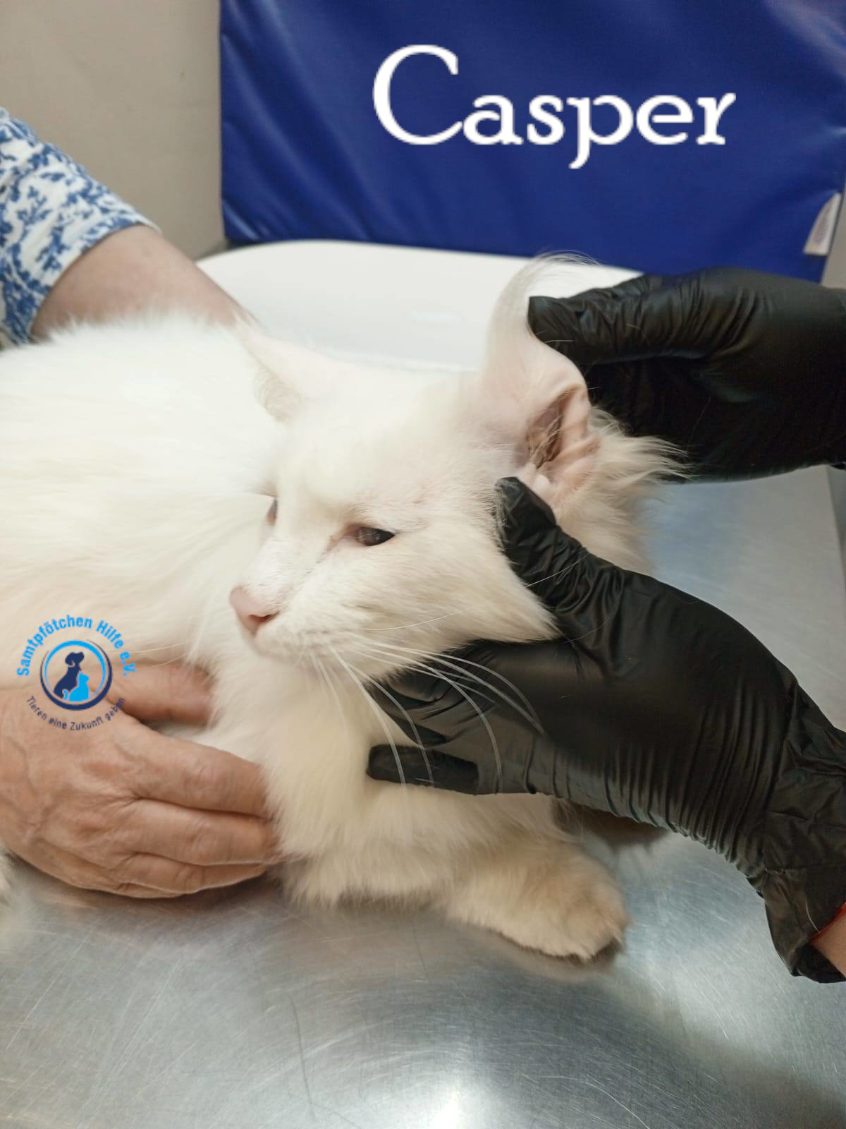 Nadezhda/Katzen/Casper/Casper19mN.jpg