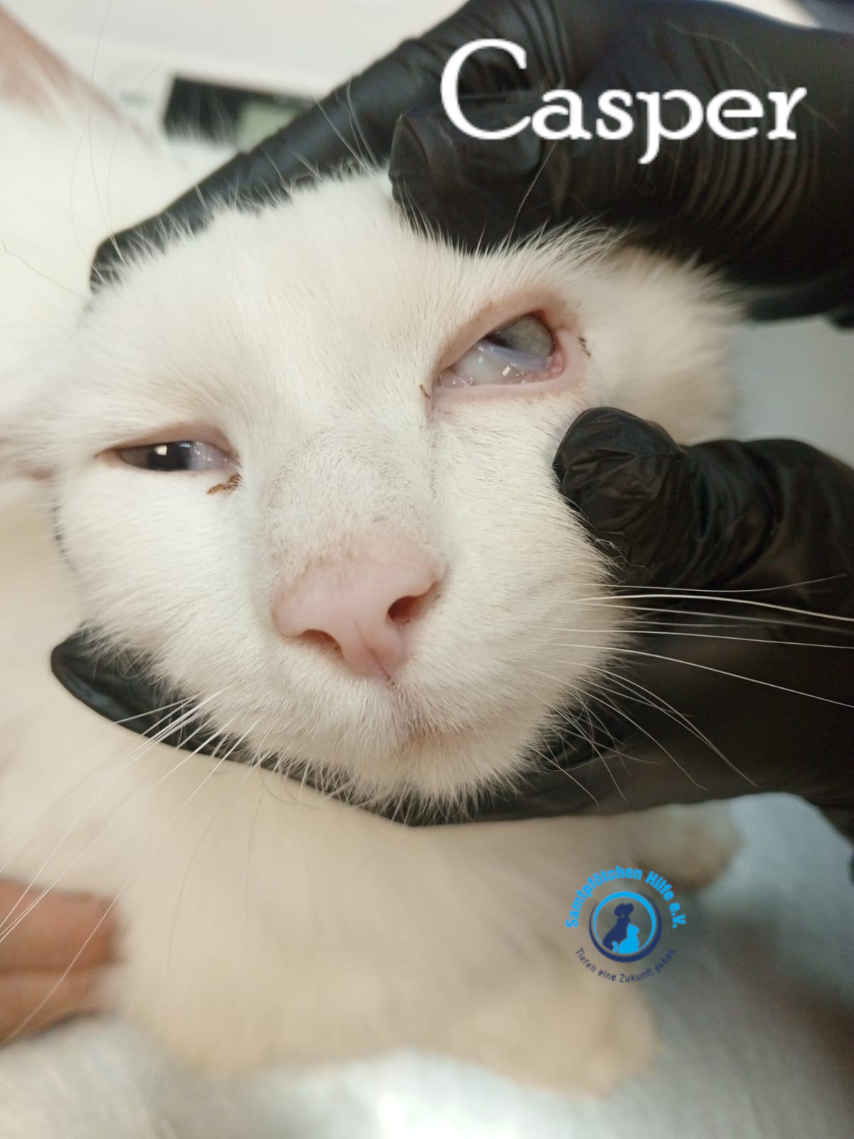 Nadezhda/Katzen/Casper/Casper20mN.jpg