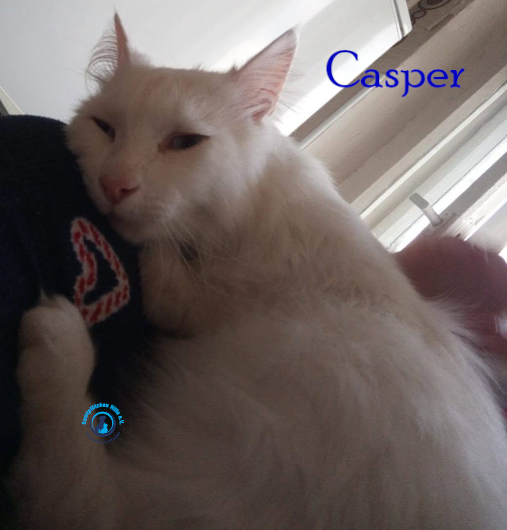 Nadezhda/Katzen/Casper/Casper22mN.jpg