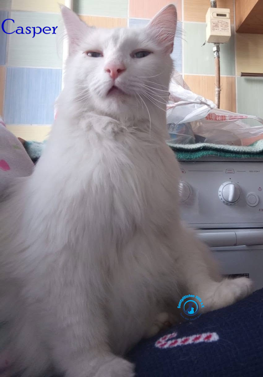 Nadezhda/Katzen/Casper/Casper23mN.jpg
