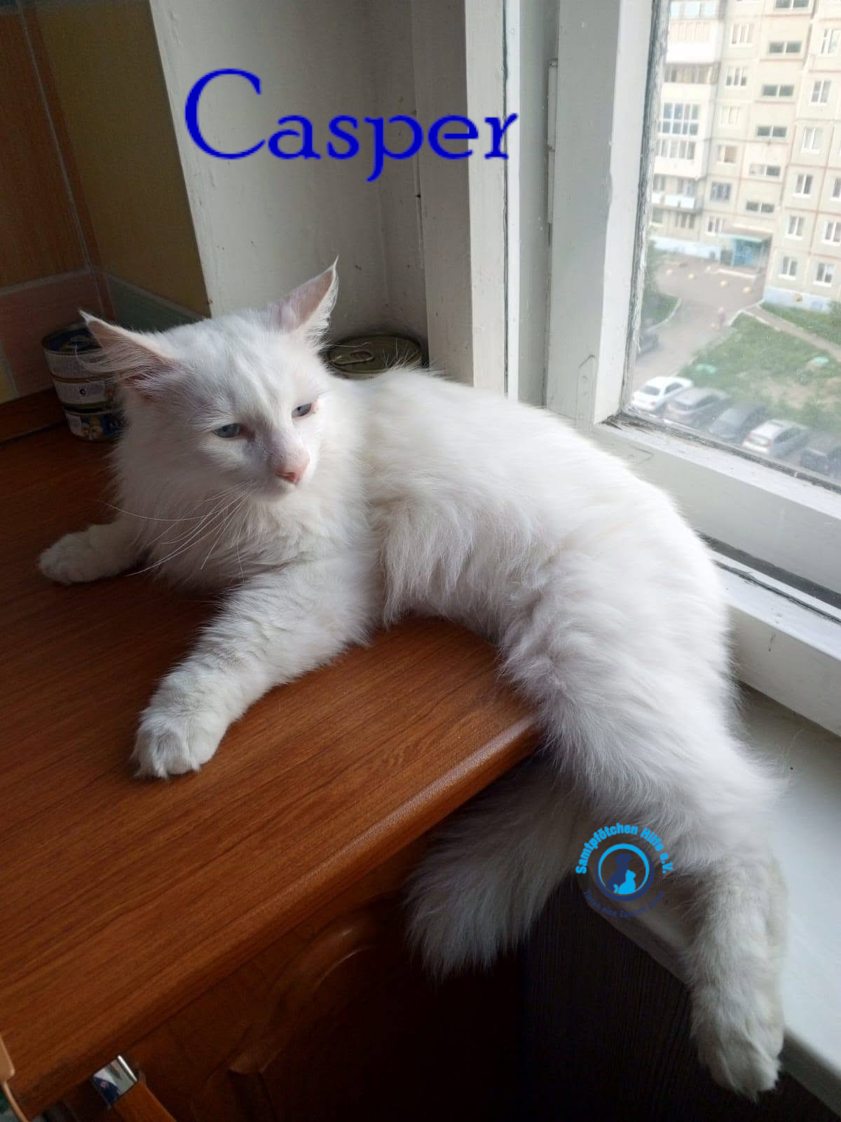 Nadezhda/Katzen/Casper/Casper24mN.jpg
