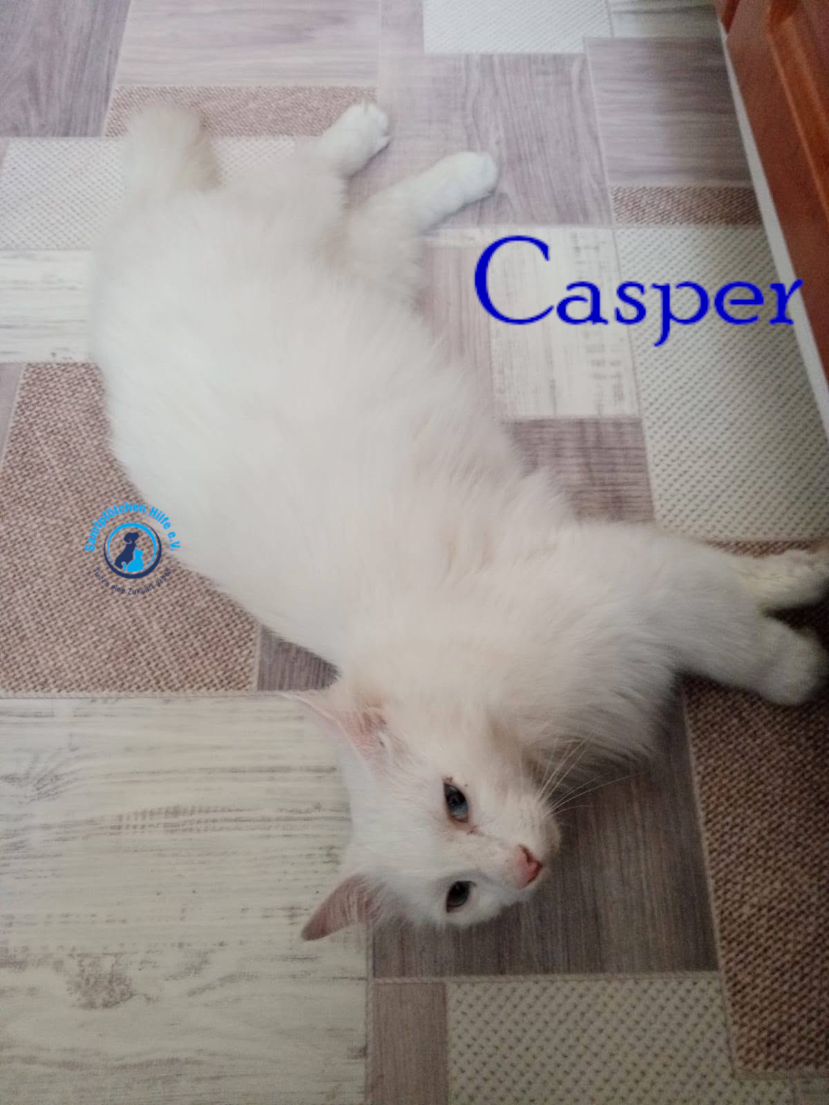 Nadezhda/Katzen/Casper/Casper25mN.jpg