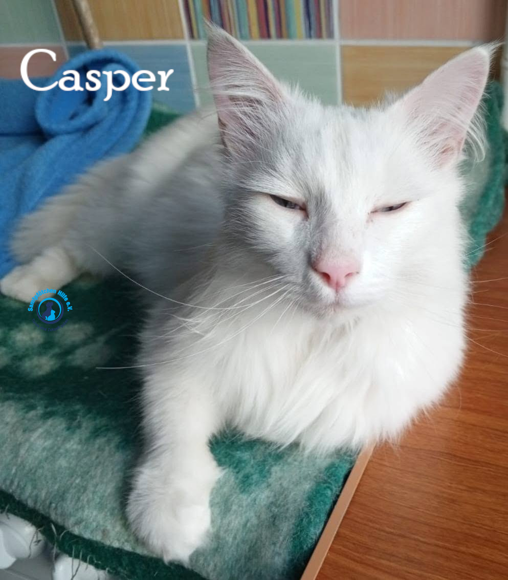 Nadezhda/Katzen/Casper/Casper26mN.jpg