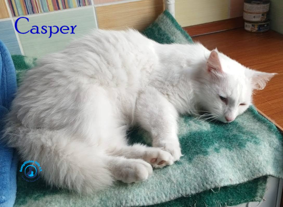 Nadezhda/Katzen/Casper/Casper27mN.jpg