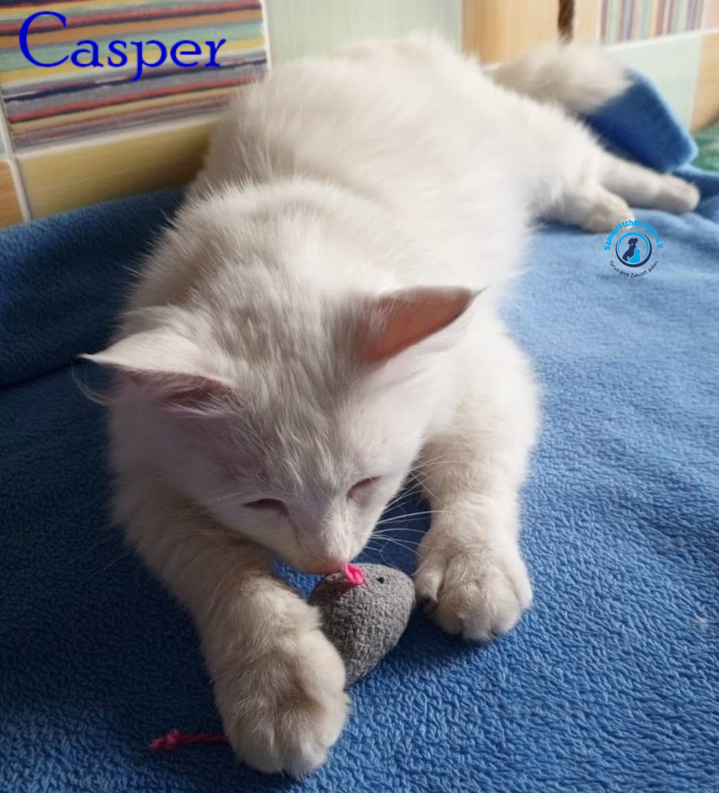 Nadezhda/Katzen/Casper/Casper28mN.jpg