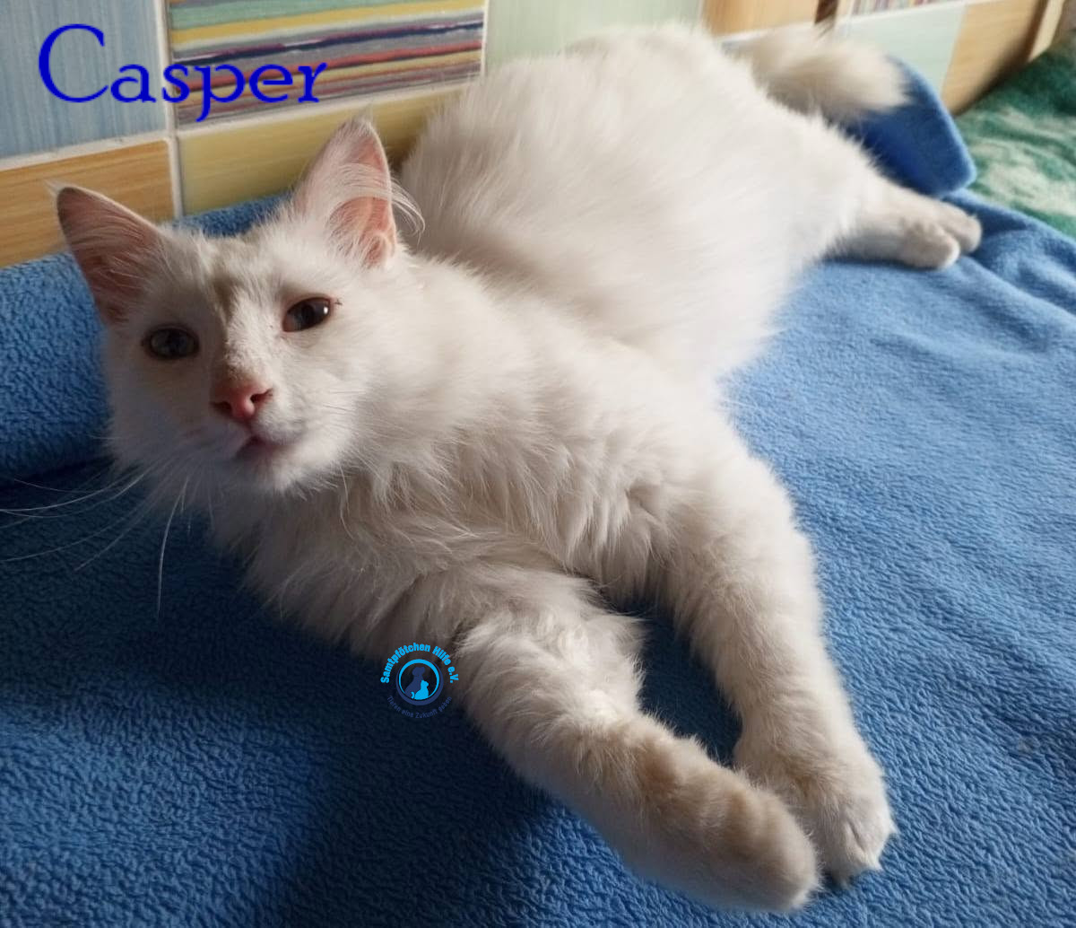 Nadezhda/Katzen/Casper/Casper29mN.jpg
