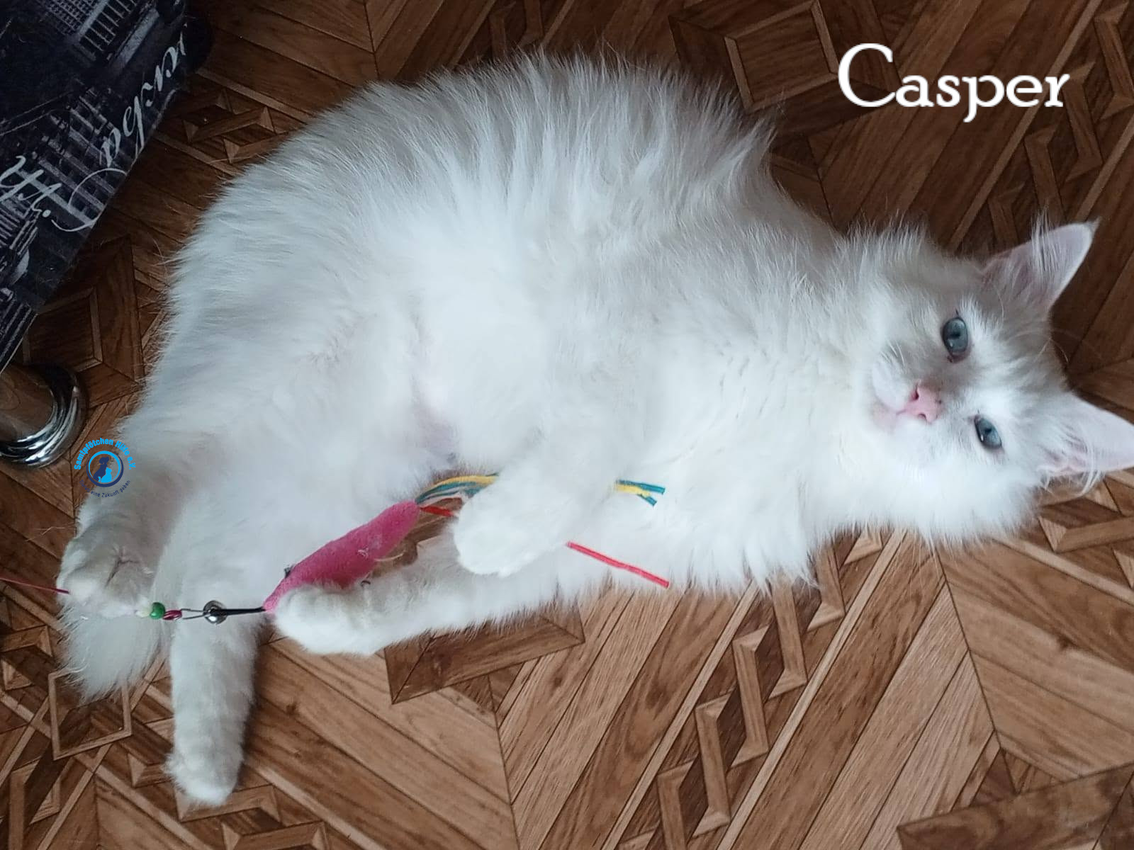 Nadezhda/Katzen/Casper/Casper31mN.jpg