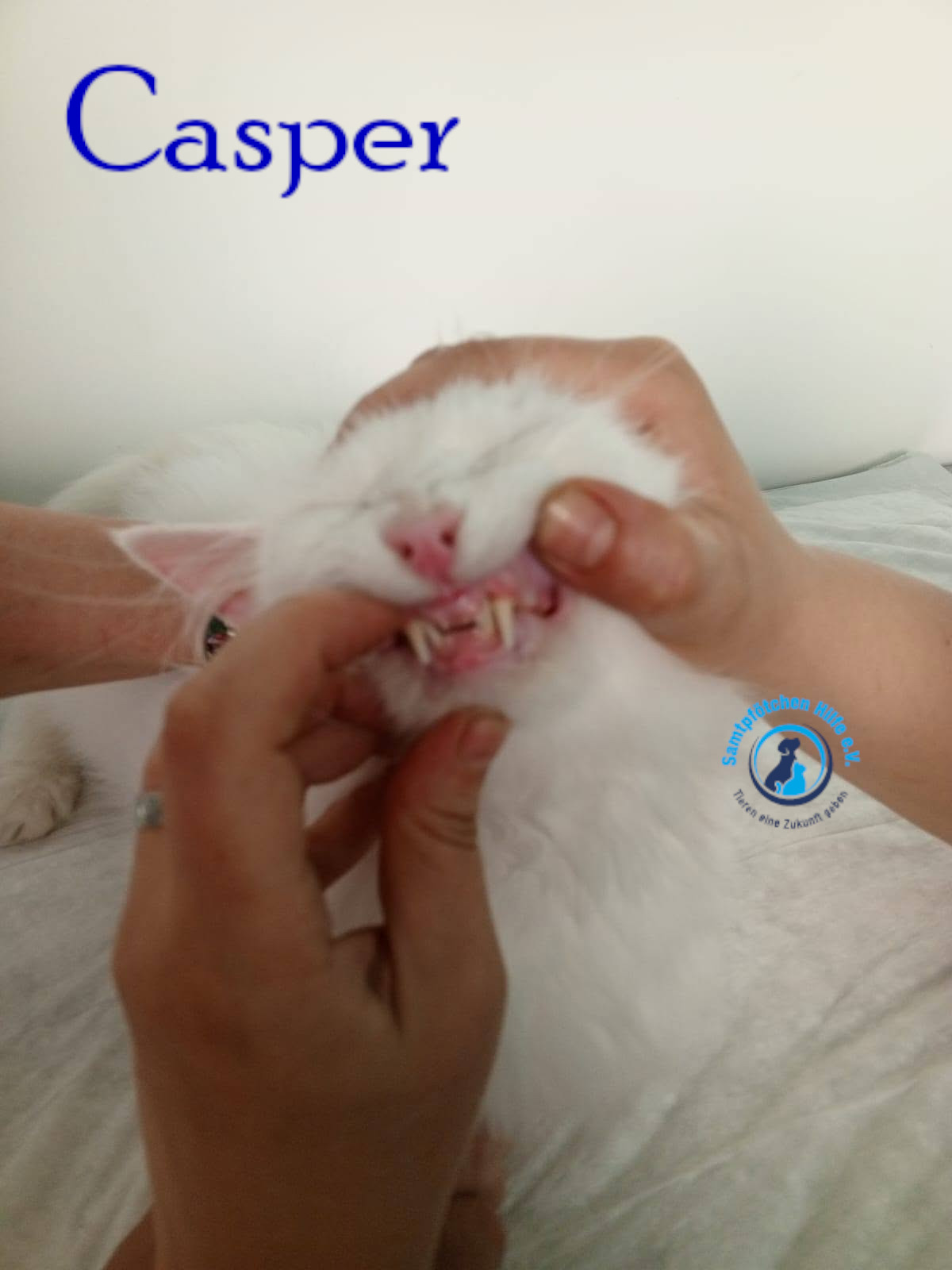Nadezhda/Katzen/Casper/Casper32mN.jpg