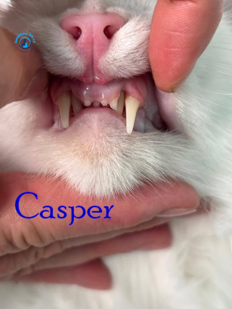 Nadezhda/Katzen/Casper/Casper33mN.jpg