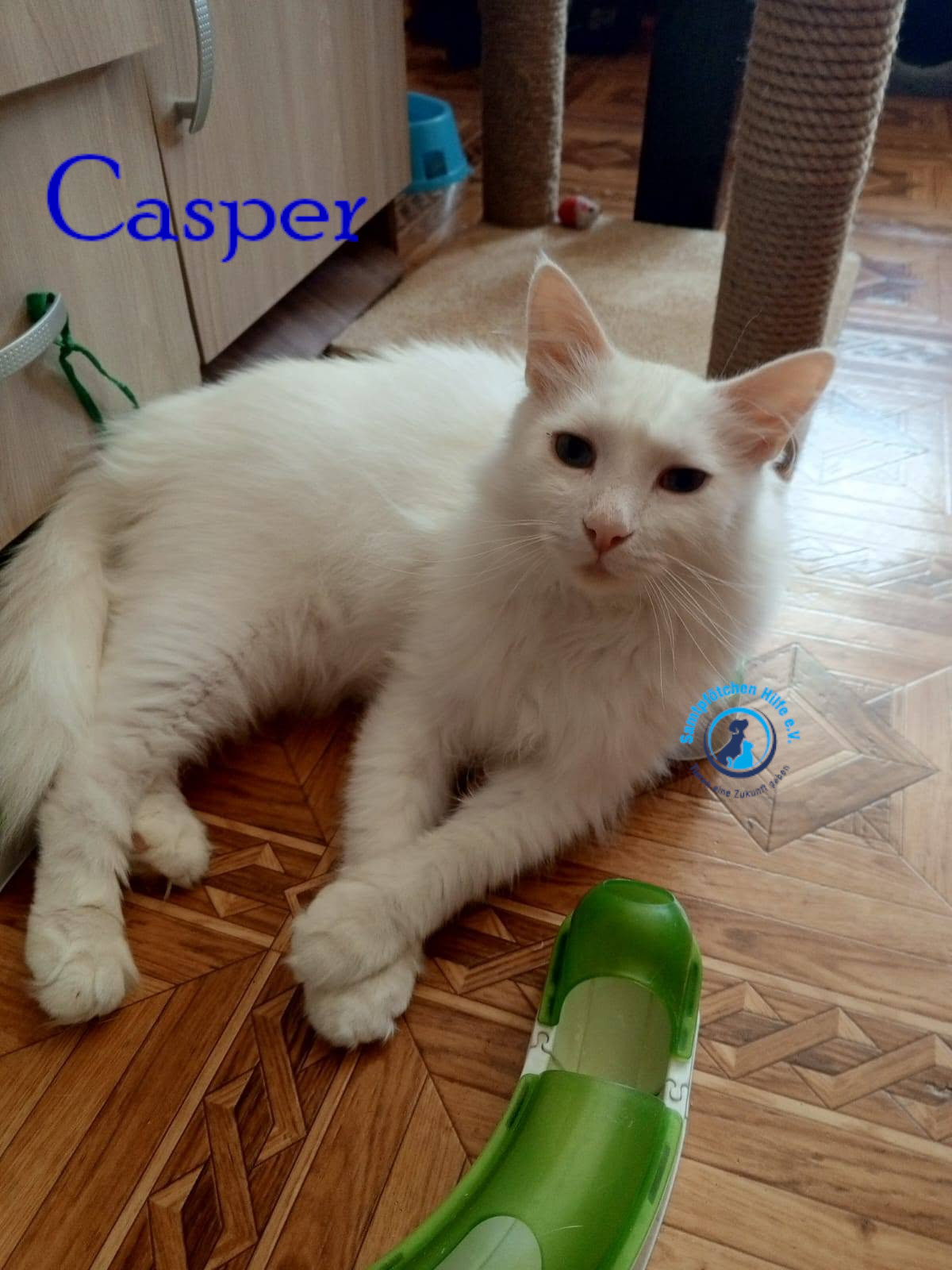 Nadezhda/Katzen/Casper/Casper35mN.jpg
