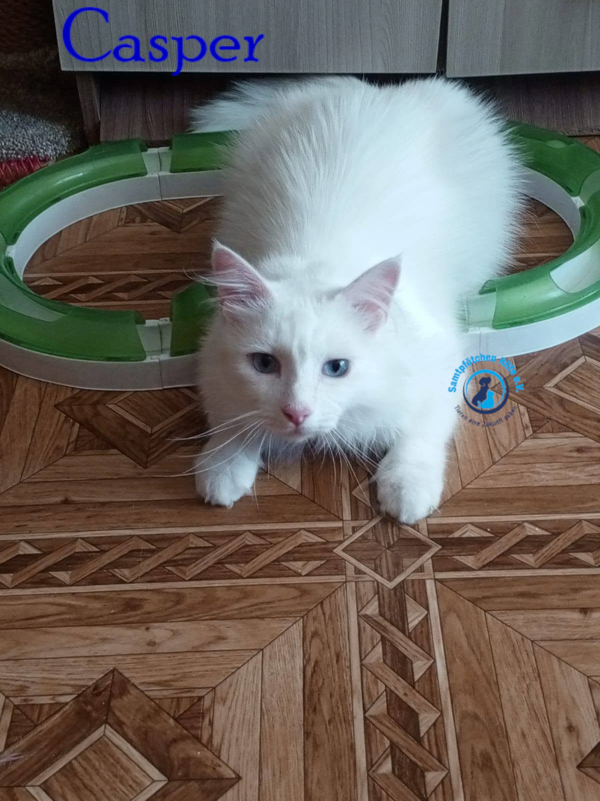 Nadezhda/Katzen/Casper/Casper36mN.jpg