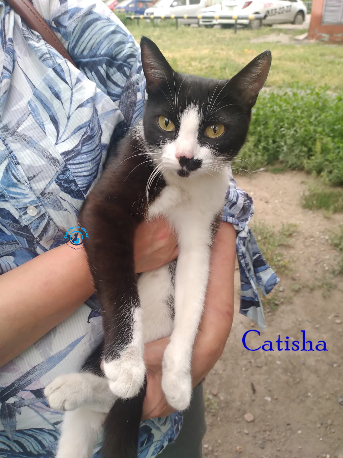 Nadezhda/Katzen/Catisha/Catisha01mN.jpg