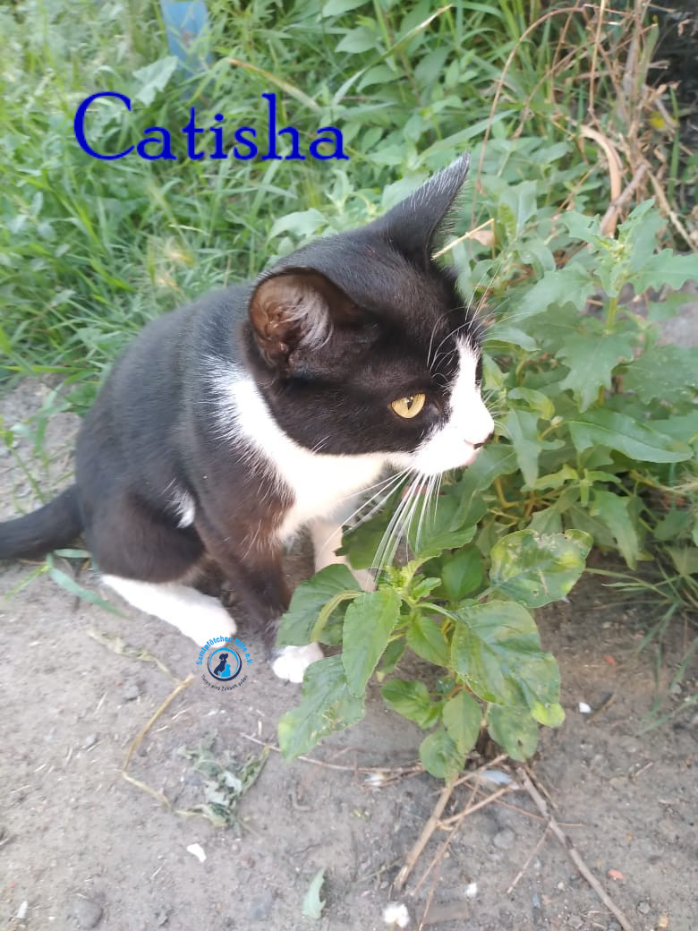 Nadezhda/Katzen/Catisha/Catisha05mN.jpg