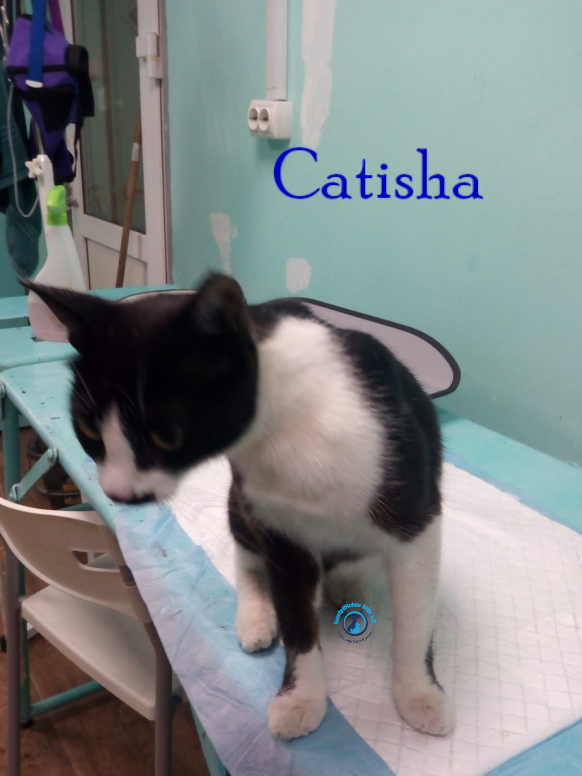 Nadezhda/Katzen/Catisha/Catisha06mN.jpg