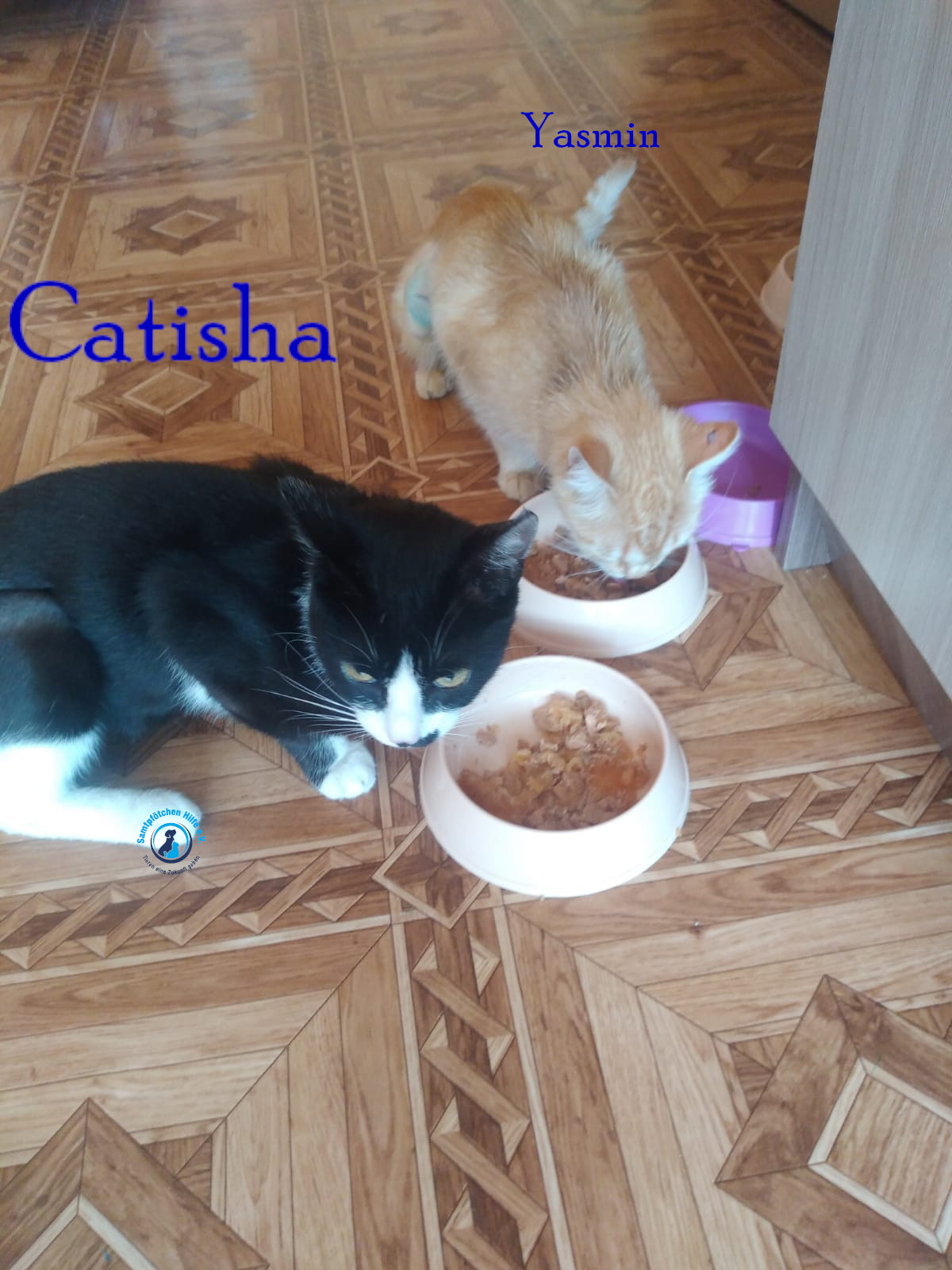 Nadezhda/Katzen/Catisha/Catisha10mN.jpg