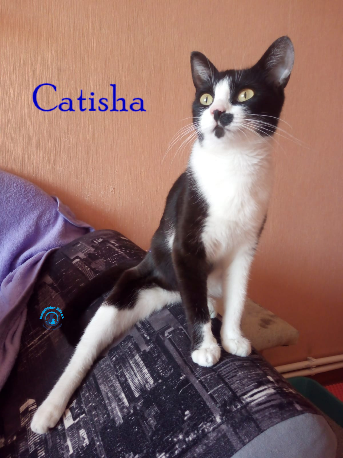 Nadezhda/Katzen/Catisha/Catisha16mN.jpg