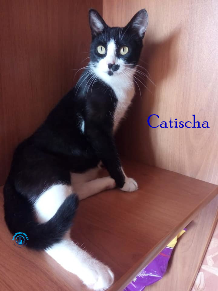 Nadezhda/Katzen/Catisha/Catisha29mN.jpg