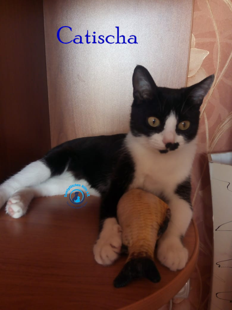 Nadezhda/Katzen/Catisha/Catisha33mN.jpg