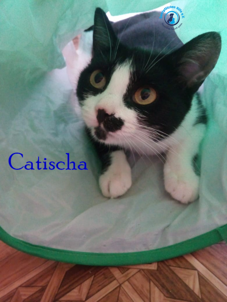 Nadezhda/Katzen/Catisha/Catisha35mN.jpg